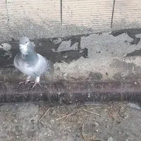 کبوتر اصفهانی نر