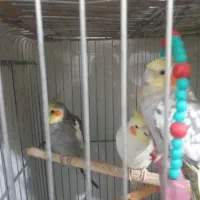 جفت عروس سینامون