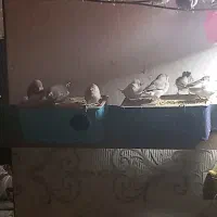 فنج نرگسی شکلاتی سیلور بلبلی وسفید|پرنده|کرخه, |دیوار