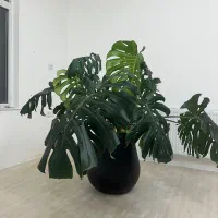 گل برگ انجیری