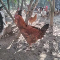 فروش مرغ تازه به تخم اومده|حیوانات مزرعه|کلارآباد, |دیوار