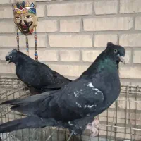 کله سیاه|پرنده|اهواز, بهارستان|دیوار
