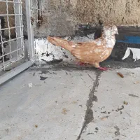 نر زرد گوره