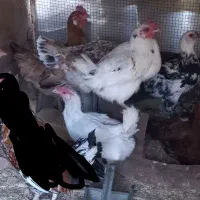 مرغ تخمگذار گلین اصل ریشی 8 ماهه