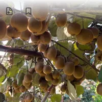 فروش کیوی در سردخانه