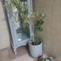 گلدون باگل ۴۸۰