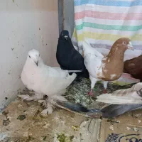 فروشی کبوتر لونه ای