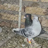 شامی دمسفید آس|پرنده|مه ولات, |دیوار