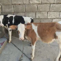 دوراس گوساله نر