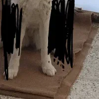 هاسکی   جوان  ماده