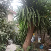 یوکا بزرگ 5تا  گلدان 60|گل و گیاه طبیعی|شیرود, |دیوار