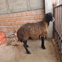 یک عددگوسفند ابست 4ماهه