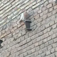 کبوتر پلاکی آلمانی آلمانی کم یاب کرمی