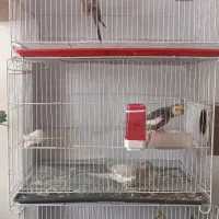 جفت عروس هلندی|پرنده|مشهد, پورسینا|دیوار