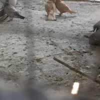 یک جفت زرد دم سفید خوشگل عتیقه نر خال مشکی