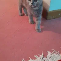 گربه اسکاتیش بلو|گربه|شیراز, عفیفآباد|دیوار