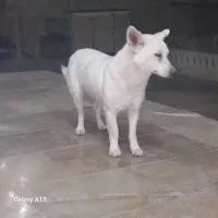 قیمت ۸پونصد