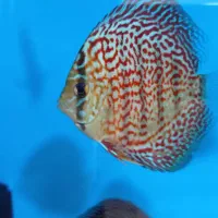 ماهی دیسکس zagros . discus .farm