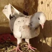 کبوتر