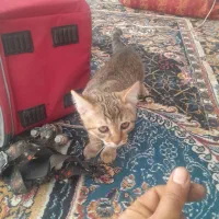 واگذاری بچه گربه رایگان