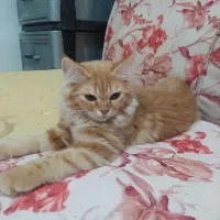 گربه سه ماهه پسر پرشین