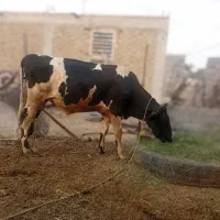 حیوانات