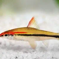 ماهی ردلاین آکواریم