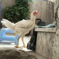 مرغ لاری اصل ترک تخم کن