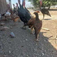 بوقلمون برنز و بوربون جوان و بالغ تمام ارگانیک|حیوانات مزرعه|هشتگرد, شهرک بعثت|دیوار