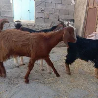حیوانات مزرعه بزغاله ماده