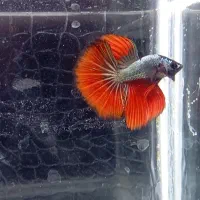 انواع نژاد ماهی فایتر