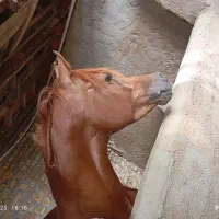 نریان یکسر کره تاج|اسب و تجهیزات اسبسواری|یزد, |دیوار