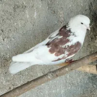 کبوتر شمرونی