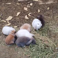 خرگوش لوپ|موش و خرگوش|فومن, |دیوار