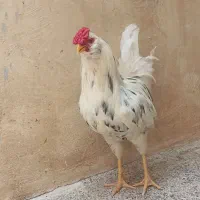 معاوضه با مرغ خروس پاکر ریشی