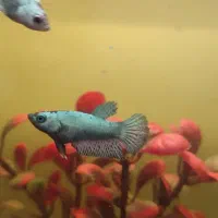 ماهی فایتر  هامون و پلاکت (نر و ماده)|ماهی|تهران, شکیبا|دیوار