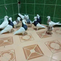 چند جفت طوقی|پرنده|لامرد, |دیوار