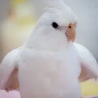 معاوضه نر البینو با لوتینو