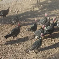 فروش بوقلمون