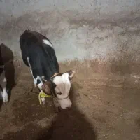 یک راس گوساله  نر    با یک راس گاو