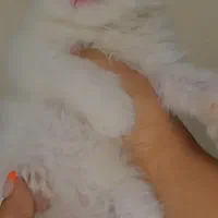 گربه اشرافی|گربه|کرج, حیدرآباد|دیوار