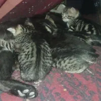 واگذاری چهار عدد بچه گربه
