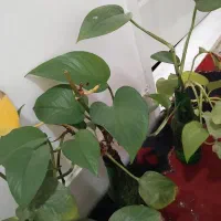 قلمه گل پتوس|گل و گیاه طبیعی|فردوس (خراسان), |دیوار