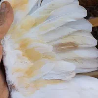 کفتر|پرنده|قم, شهر قائم|دیوار