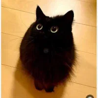 سه عدد بچه گربه ۴ ماهه