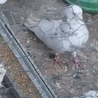 دو تا کبوتر پرشی
