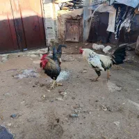 5تا خروس محلی|حیوانات مزرعه|معمولان, |دیوار