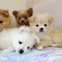 پامرین عروسکی