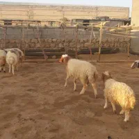چهارراه شک سه شیره تخمی درجه سنجابی لری رومشگان|حیوانات مزرعه|پلدختر, |دیوار