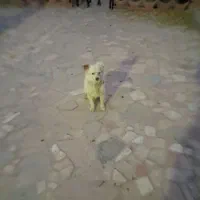 سگ پاپی لوس|سگ|فولادشهر, فولادشهر|دیوار